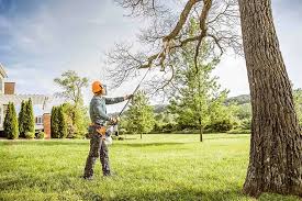 Trusted Portales, NM  Tree Services Experts